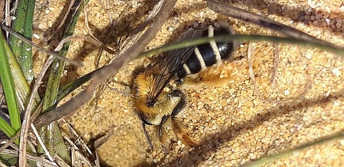 Dasypoda hirtipes  - Michele Cento