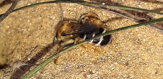 Dasypoda hirtipes  - Michele Cento