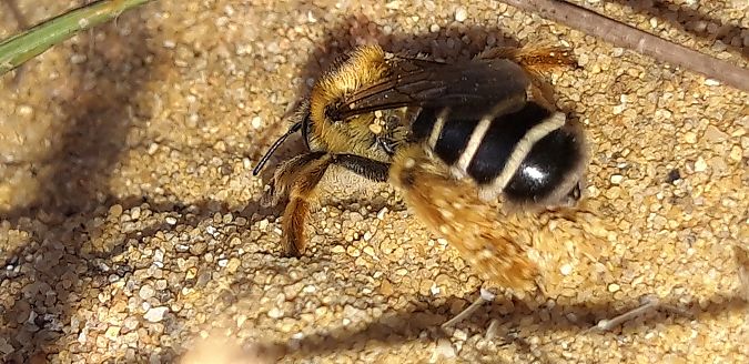 Dasypoda hirtipes  - Michele Cento