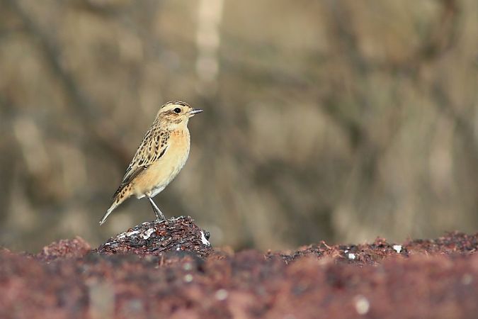 Stiaccino  - Stefano Sava