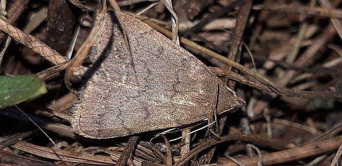 Nodaria nodosalis  - Michele Cento