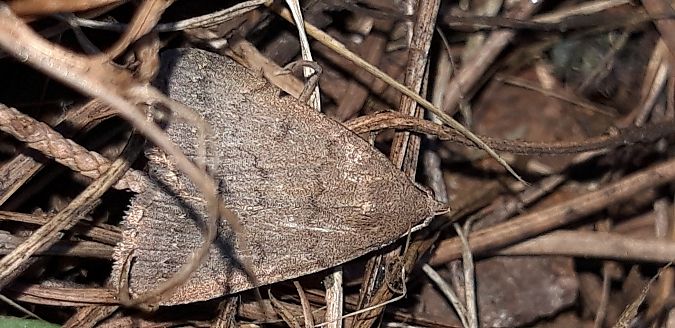 Nodaria nodosalis  - Michele Cento