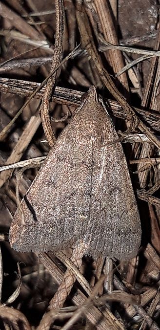 Nodaria nodosalis  - Michele Cento