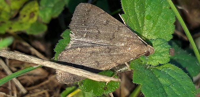 Nodaria nodosalis  - Michele Cento