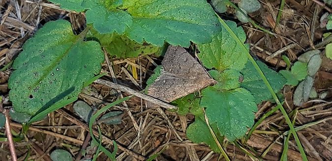 Nodaria nodosalis  - Michele Cento