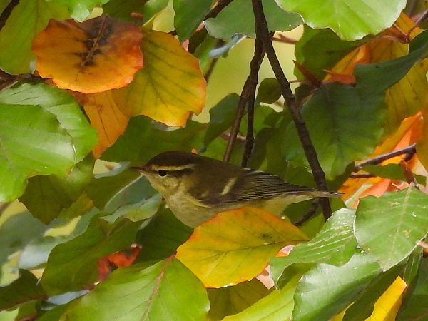 świstunka żółtawa  - Natalia Gorczowska
