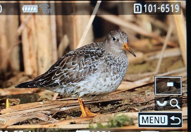 Meerstrandläufer  - Ryszard Dworak