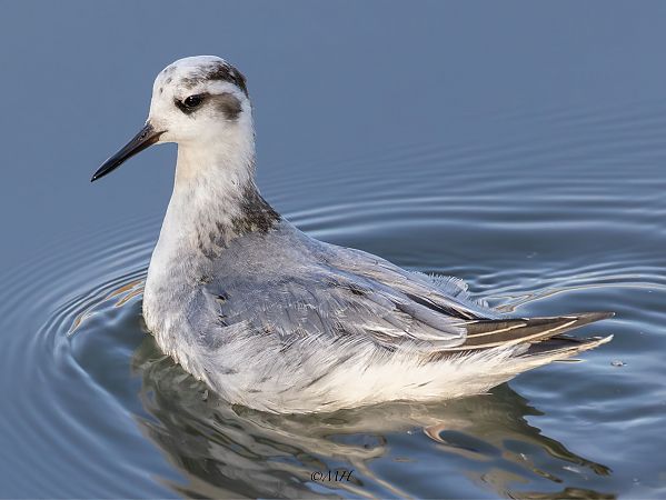 Phalarope à bec large  - Michael Hafner