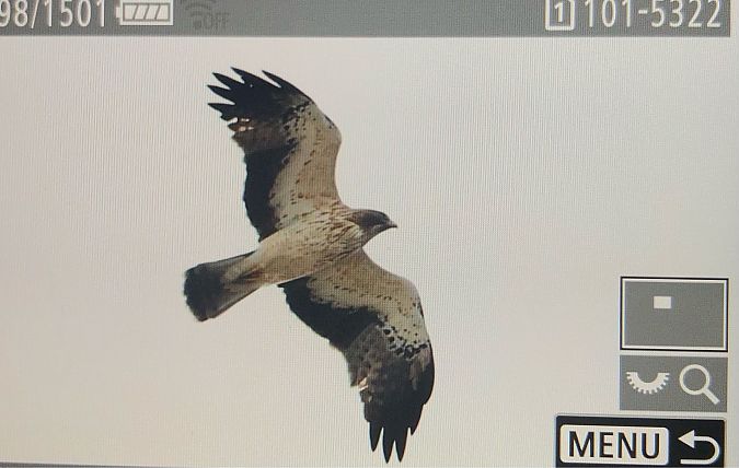 Zwergadler  - Ryszard Dworak