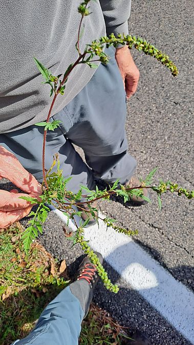 Ambrosia artemisiifolia  - Niko Borghese (FVG)