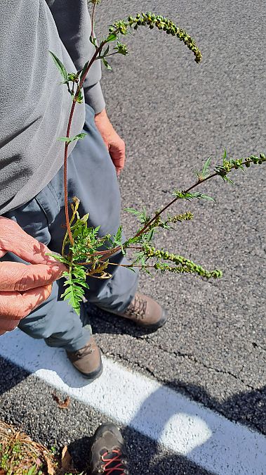 Ambrosia artemisiifolia  - Niko Borghese (FVG)