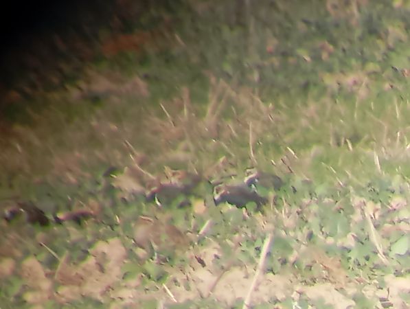 Steppenkiebitz  - Rafał Fudalej