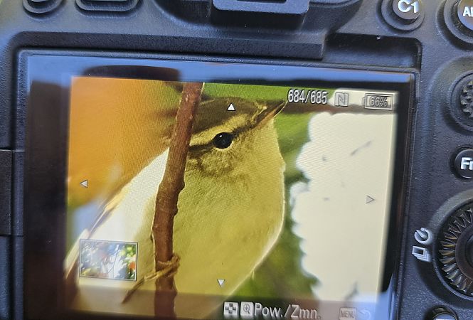 Gelbbrauen-Laubsänger  - Michał Wnuk
