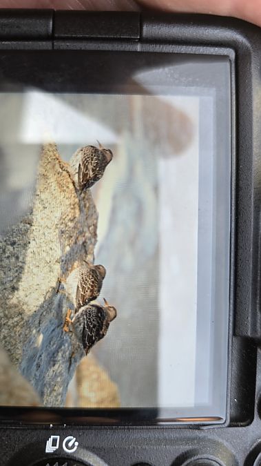 biegus morski  - Michał Wnuk