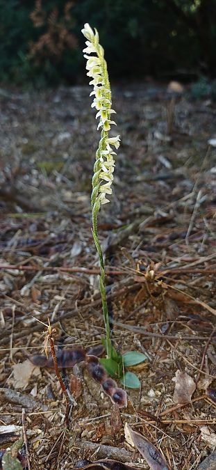 Spiranthes spiralis  - Julien Buissart