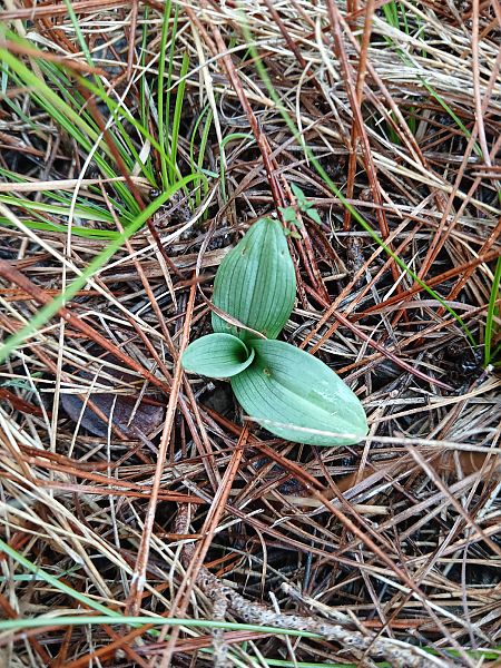 Ophrys massiliensis  - Alain Falvard