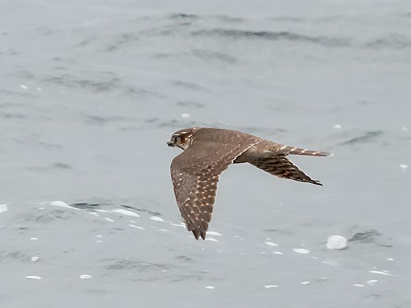 drzemlik  - Marcin Sołowiej