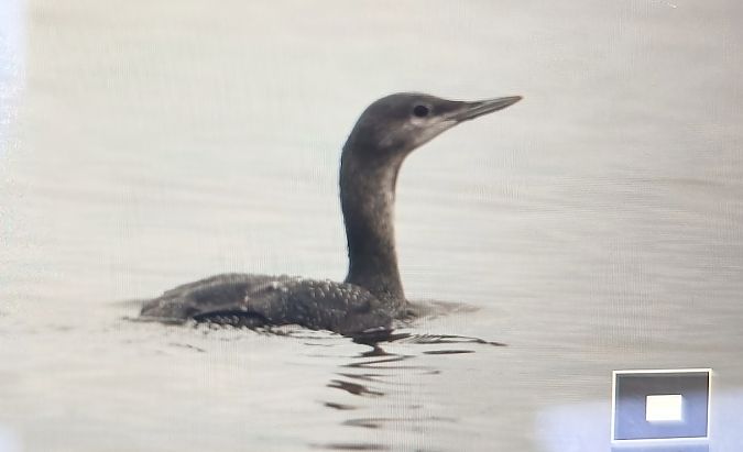 nur rdzawoszyi  - Michał Polakowski