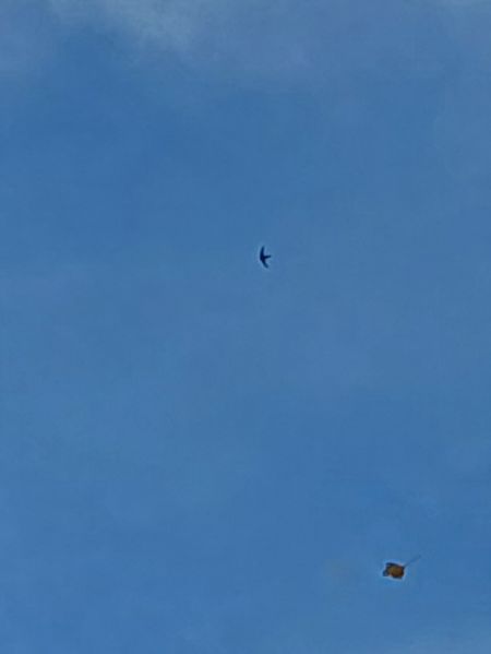 jerzyk nieoznaczony  - Rafał Walczybok