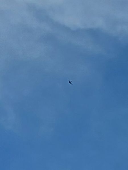 jerzyk nieoznaczony  - Rafał Walczybok