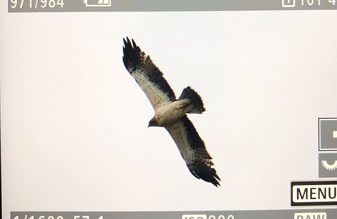 orzełek  - Ryszard Dworak