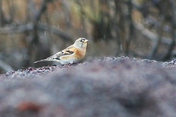 Peppola  - Stefano Sava