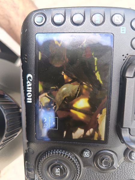 świstunka żółtawa  - Michał Polakowski