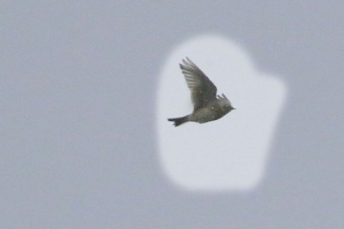 Allodola  - Stefano Sava