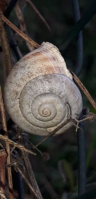 Escargot mourguéta  - Michele Cento
