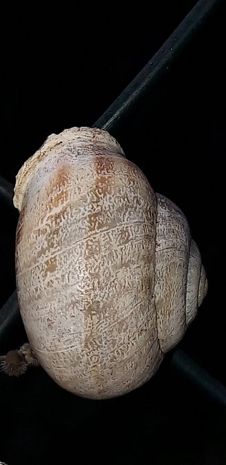 Eobania vermiculata  - Michele Cento