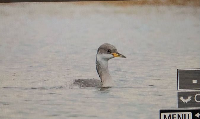 Grèbe jougris  - Ryszard Dworak