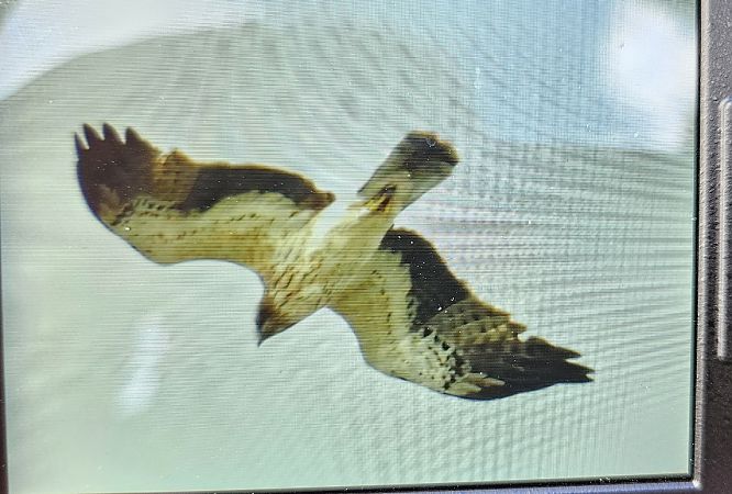 orzełek  - Krzysztof Kajzer