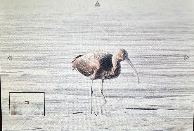 ibis kasztanowaty  - Katarzyna Kąciak