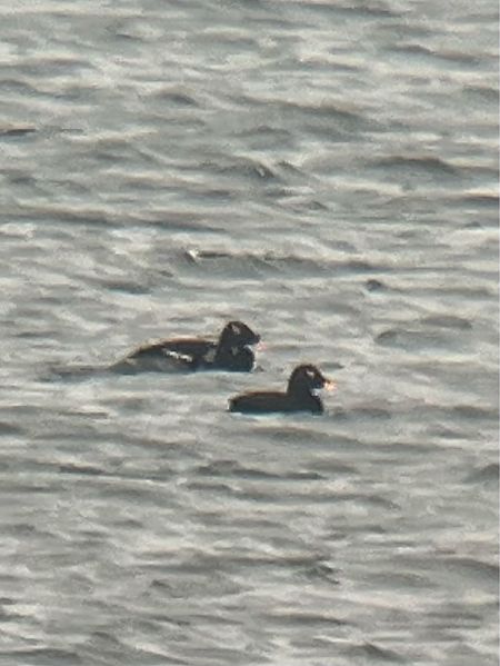 Macreuse de Sibérie  - Jan Rapczyński