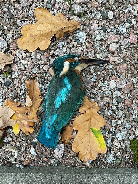 Eisvogel  - Lars Martins