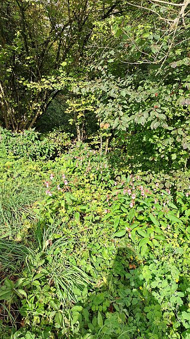 Impatiens glandulifera  - Niko Borghese (FVG)