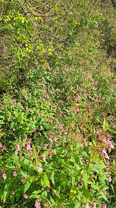 Impatiens glandulifera  - Niko Borghese (FVG)
