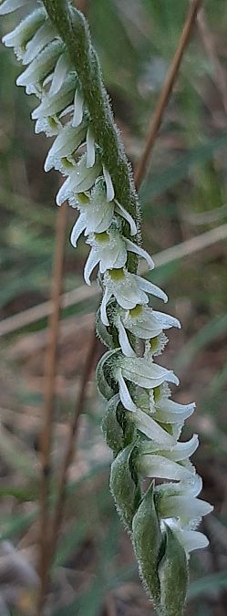 Spiranthes spiralis 