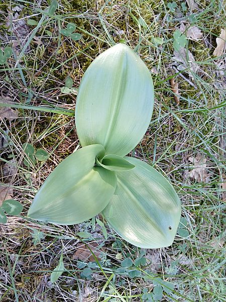 Himantoglossum robertianum  - Alain Falvard