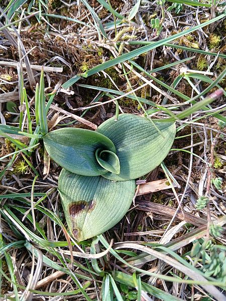 Ophrys sp.  - Alain Falvard