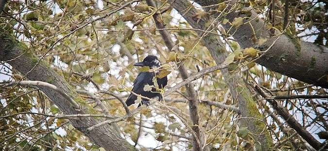 czarnowron  - Krzysztof Kajzer