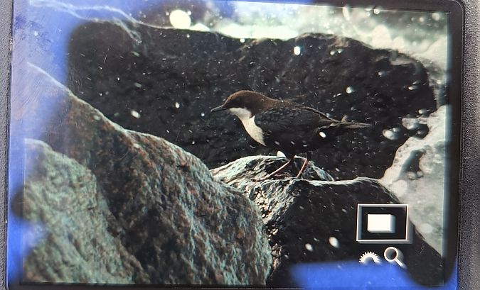 pluszcz  - Michał Polakowski