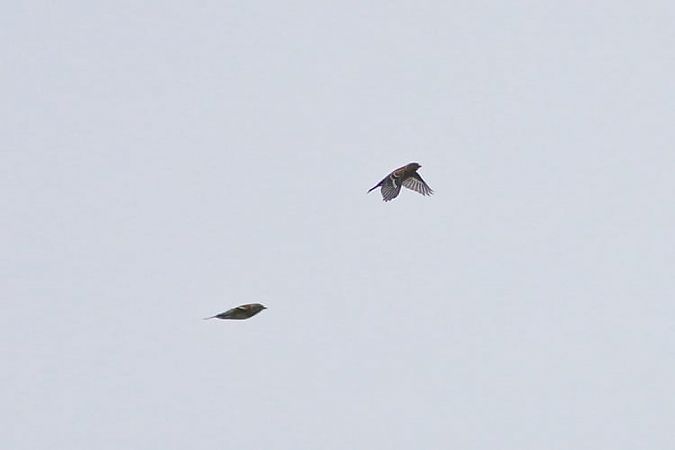 Peppola  - Stefano Sava