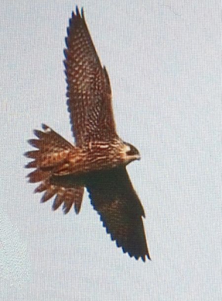 Peregrine Falcon  - Marek Betlejewicz