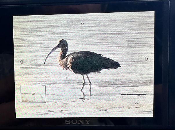 ibis kasztanowaty  - Sławomir Dąbrowski