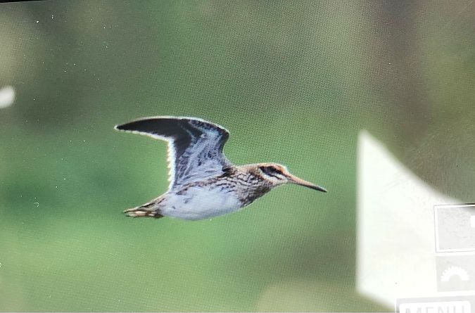 Jack Snipe  - Ryszard Dworak