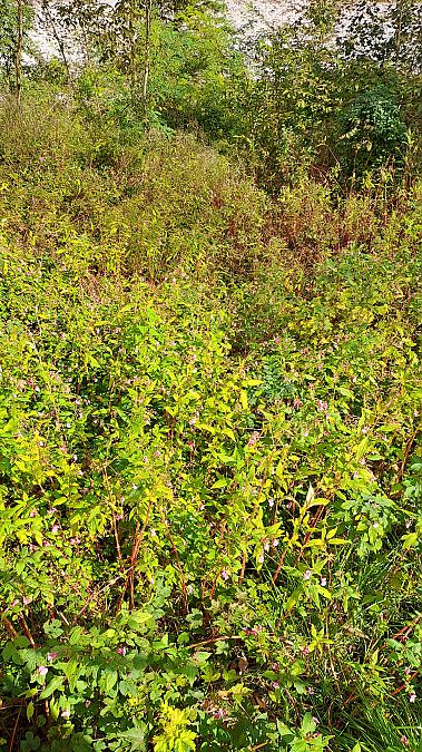Impatiens glandulifera  - Niko Borghese (FVG)
