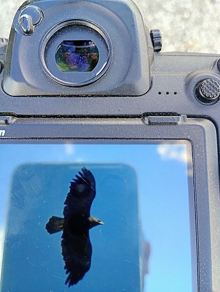 Aquila anatraia maggiore  - Mauro Fenati