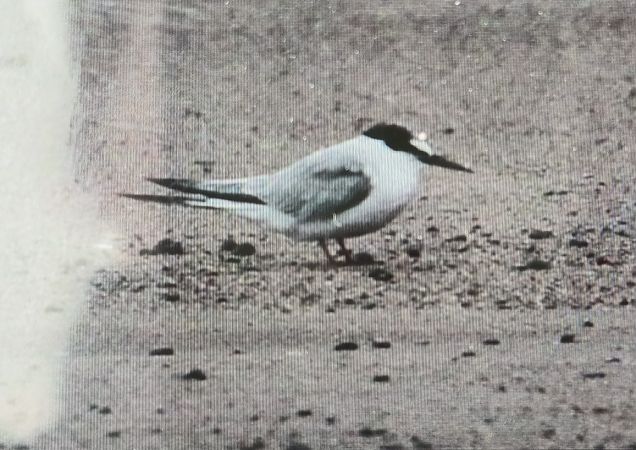 Zwergseeschwalbe  - Marek Betlejewicz