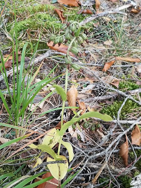Epipactis sp.  - Richard Fay